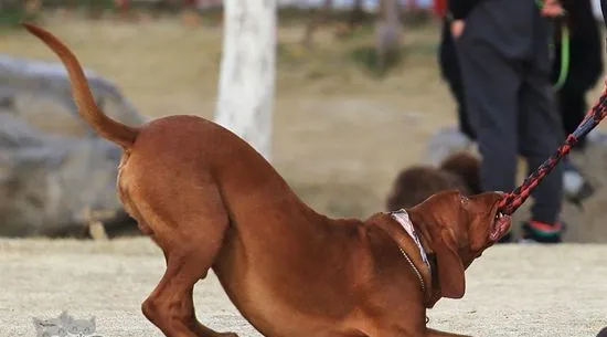 红骨猎浣熊犬怎么养 红骨猎浣熊犬喂养要点 | 宠物病虫害防治