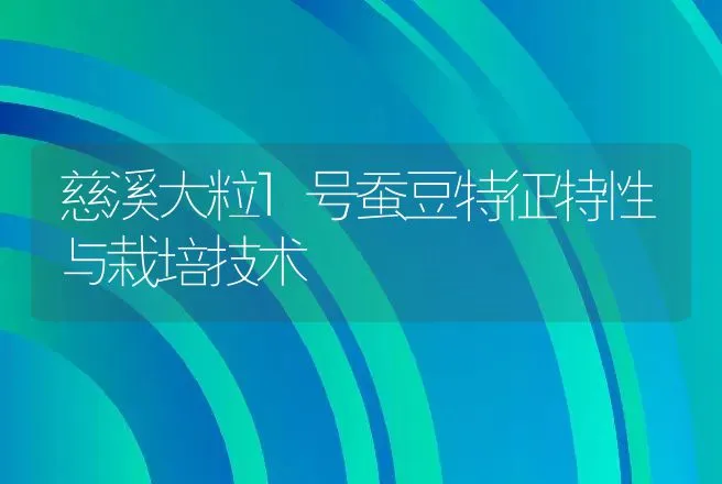 慈溪大粒l号蚕豆特征特性与栽培技术 | 动物养殖