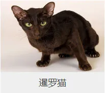 盘点67种猫猫品种大全，太详细了！ | 宠物猫选购技巧