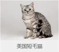 盘点67种猫猫品种大全，太详细了！ | 宠物猫选购技巧