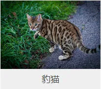 盘点67种猫猫品种大全，太详细了！ | 宠物猫选购技巧