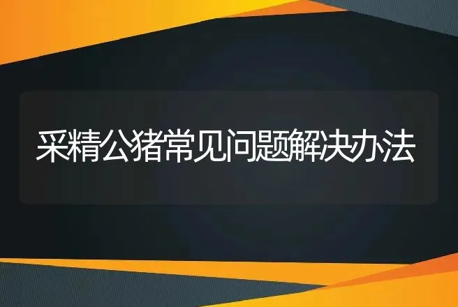 采精公猪常见问题解决办法 | 动物养殖