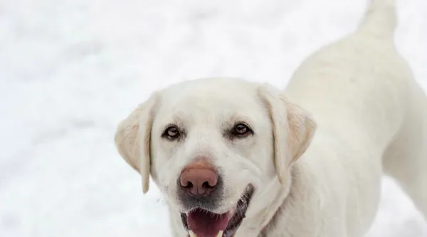 拉布拉多犬怎么养 | 养宠入门知识