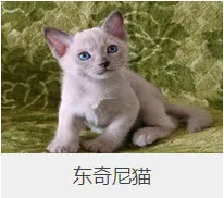 盘点67种猫猫品种大全，太详细了！ | 宠物猫选购技巧