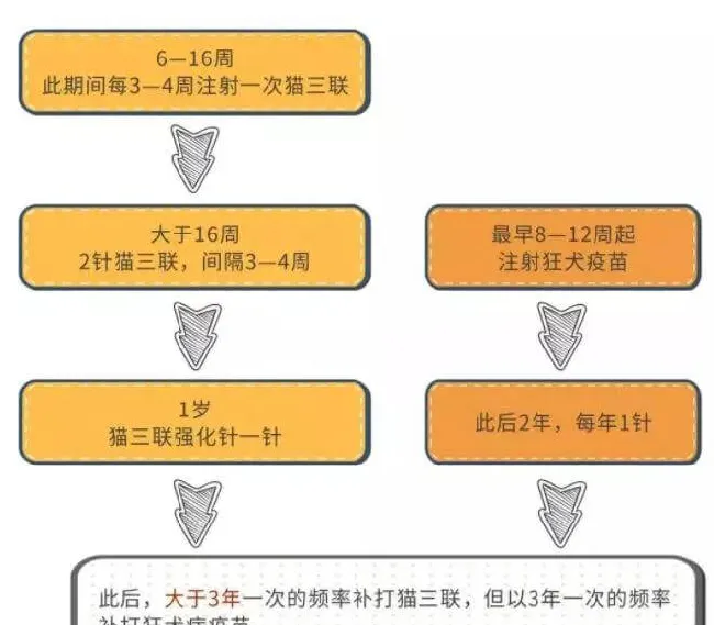 关于犬猫注射疫苗的重要知识 | 宠物狗病虫害防治