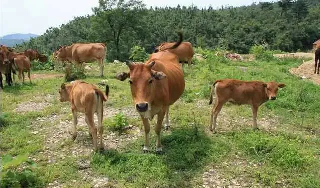 养牛以青草为主的季节不宜添喂尿素 | 养牛技术大全