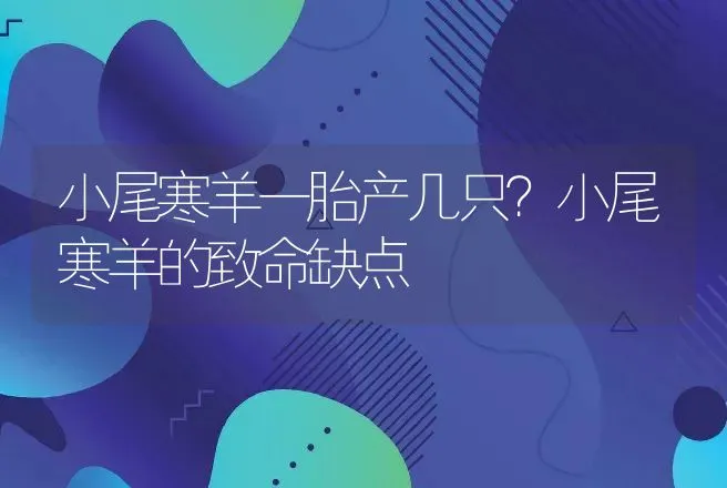 小尾寒羊一胎产几只？小尾寒羊的致命缺点 | 养殖致富