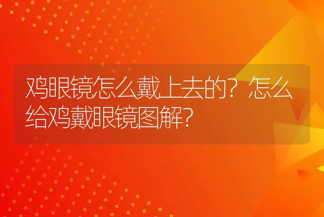 鸡眼镜怎么戴上去的？怎么给鸡戴眼镜图解？ | 动物养殖