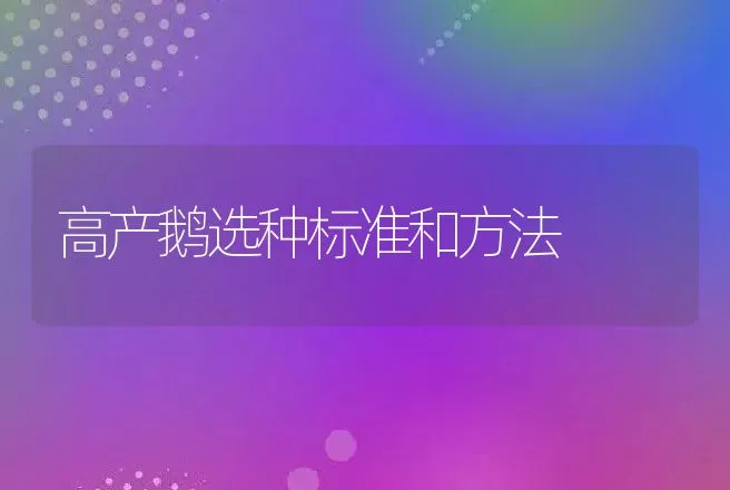 高产鹅选种标准和方法 | 动物养殖