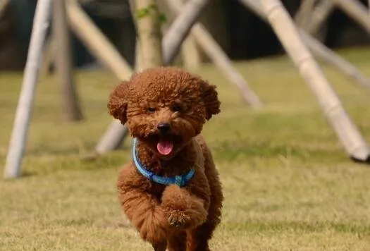 三个月的贵宾犬可以洗澡吗？什么情况下贵宾犬不能洗澡？ | 宠物狗饲养