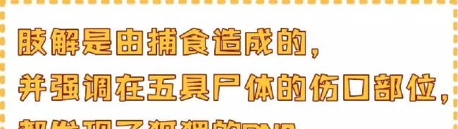 4年杀500只猫，并残忍分尸，政府花费125万捉拿真凶.... | 宠物新闻资讯