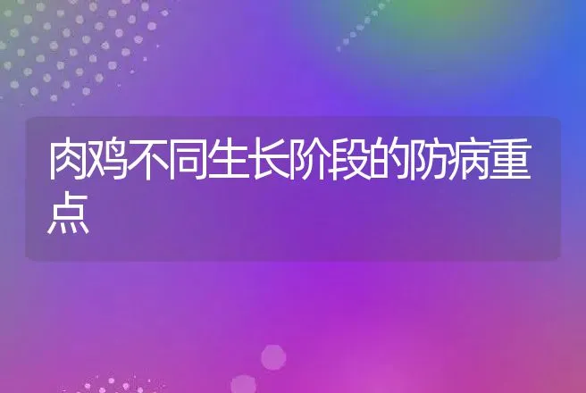 肉鸡不同生长阶段的防病重点 | 动物养殖