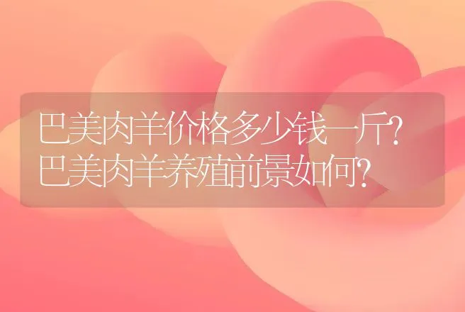 巴美肉羊价格多少钱一斤？巴美肉羊养殖前景如何？ | 家畜养殖