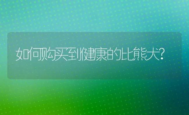 如何购买到健康的比熊犬? | 宠物趣闻