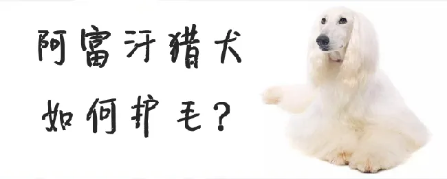 阿富汗猎犬如何护毛 | 宠物病虫害防治