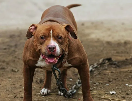 最凶猛的顶级护卫犬品种图片 | 宠物新闻资讯