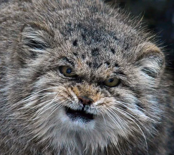 表情丰富搞怪的猫猫 | 宠物猫图片