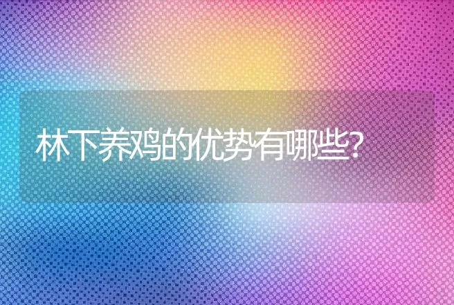 林下养鸡的优势有哪些？ | 家禽养殖