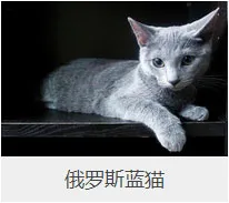 盘点67种猫猫品种大全，太详细了！ | 宠物猫选购技巧