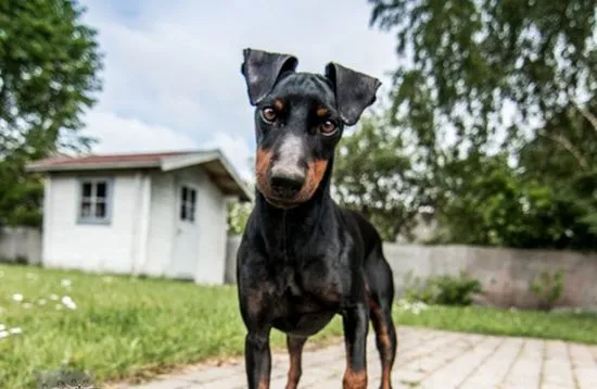 玩具曼彻斯特犬吃什么好 曼彻斯特梗禁忌食物 | 宠物病虫害防治