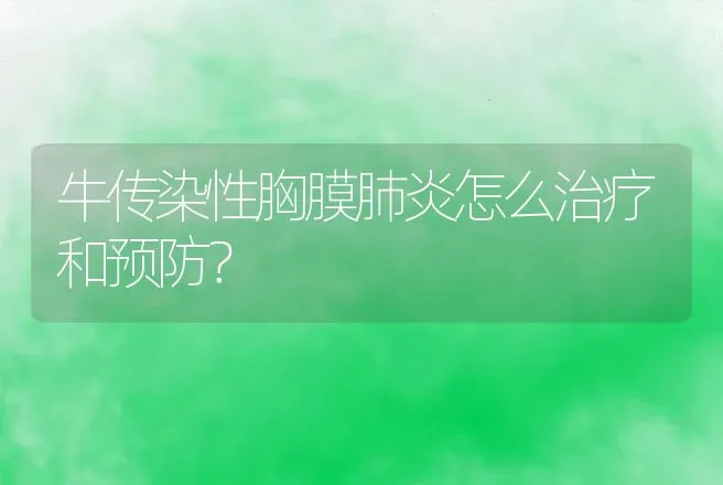 牛传染性胸膜肺炎怎么治疗和预防？ | 兽医知识大全