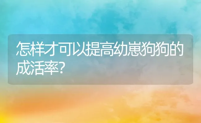 怎样才可以提高幼崽狗狗的成活率？ | 宠物猫