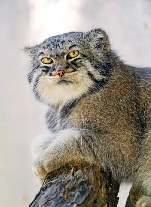 表情丰富搞怪的猫猫 | 宠物猫图片