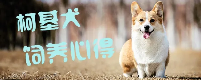 柯基犬饲养心得 | 宠物病虫害防治