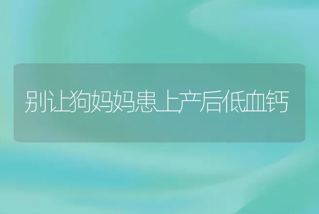 别让狗妈妈患上产后低血钙 | 动物养殖