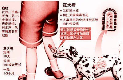 被狗咬很长时间以后打疫苗管用吗？ | 宠物狗病虫害防治