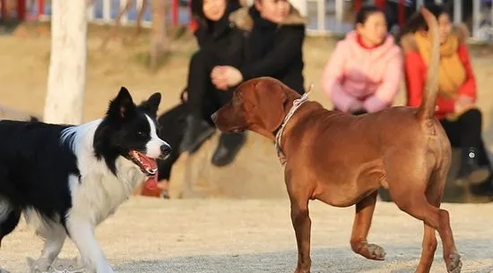 红骨猎浣熊犬结膜炎怎么治疗 红骨猎浣熊犬结膜炎治疗方法 | 宠物病虫害防治