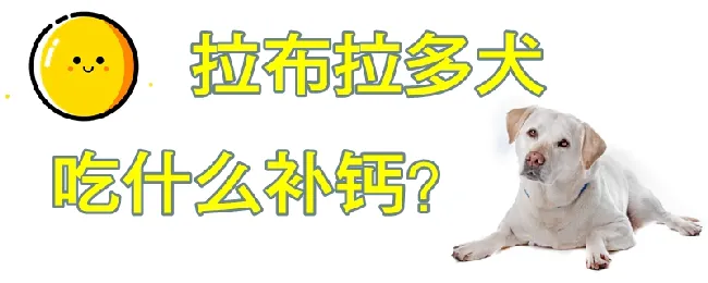 拉布拉多犬吃什么补钙 | 宠物病虫害防治