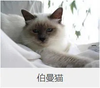 盘点67种猫猫品种大全，太详细了！ | 宠物猫选购技巧