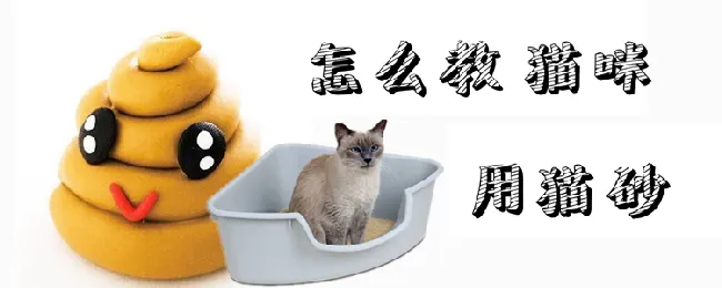 怎么教猫咪用猫砂 | 宠物病虫害防治