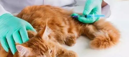 猫咪打疫苗前后要注意什么? 猫咪打疫苗的那些事! | 宠物猫病虫害防治