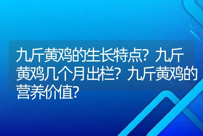 九斤黄鸡的生长特点？九斤黄鸡几个月出栏？九斤黄鸡的营养价值？ | 家禽养殖