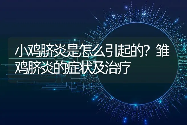 小鸡脐炎是怎么引起的？雏鸡脐炎的症状及治疗 | 兽医知识大全