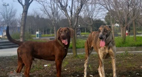 细犬刚出生怎么喂 刚出生的中国细犬喂养护理方法 | 宠物病虫害防治