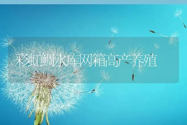 彩虹鲷水库网箱高产养殖 | 动物养殖