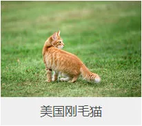 盘点67种猫猫品种大全，太详细了！ | 宠物猫选购技巧