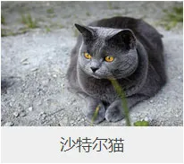 盘点67种猫猫品种大全，太详细了！ | 宠物猫选购技巧