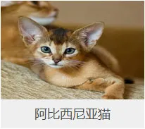 盘点67种猫猫品种大全，太详细了！ | 宠物猫选购技巧