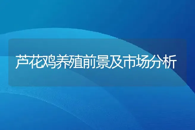 芦花鸡养殖前景及市场分析 | 养殖致富