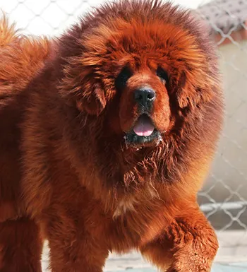 西藏獒犬/蕃獒/松藩狗/苍猊犬/雪山狮子