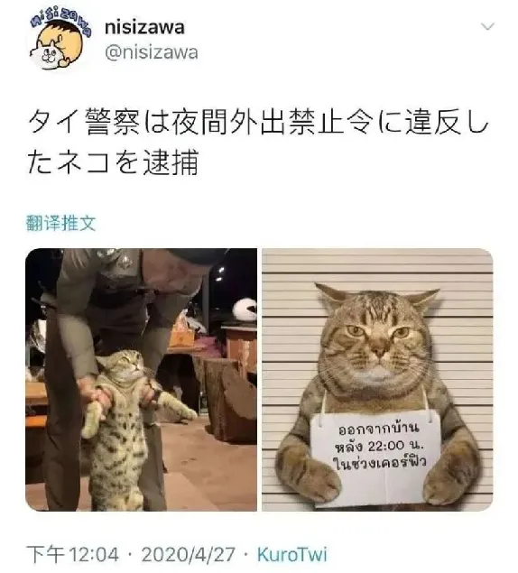 猫咪深夜外出被捕后拍照成网红！这么做，竟能让猫多活10年 | 宠物训练技巧