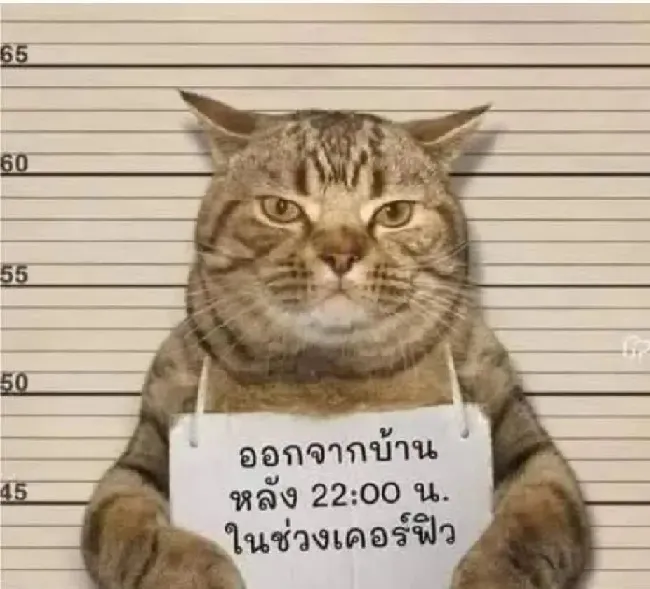 猫咪深夜外出被捕后拍照成网红！这么做，竟能让猫多活10年 | 宠物训练技巧