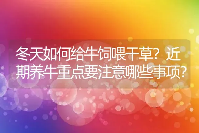 冬天如何给牛饲喂干草？近期养牛重点要注意哪些事项？ | 家畜养殖