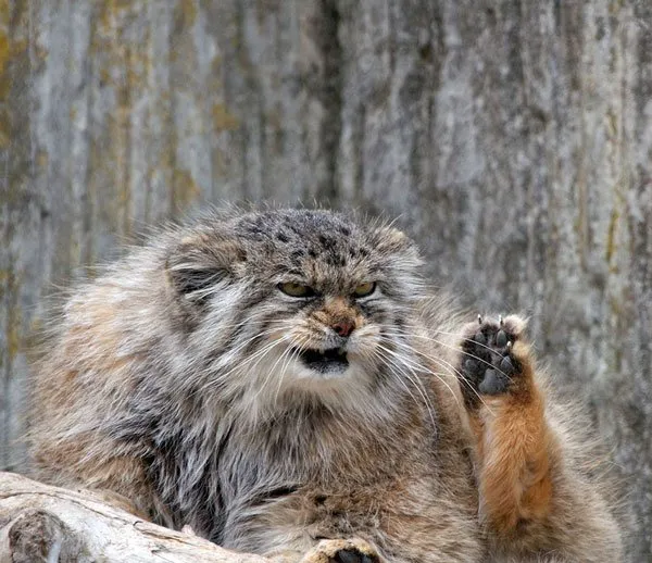 表情丰富搞怪的猫猫 | 宠物猫图片