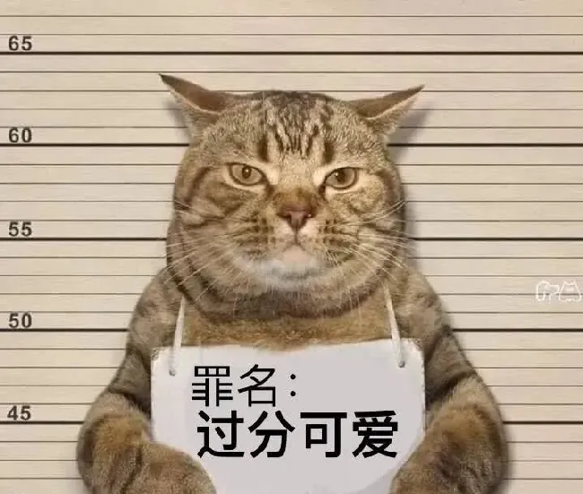 猫咪深夜外出被捕后拍照成网红！这么做，竟能让猫多活10年 | 宠物训练技巧