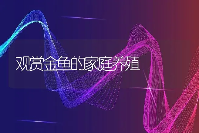 观赏金鱼的家庭养殖 | 动物养殖